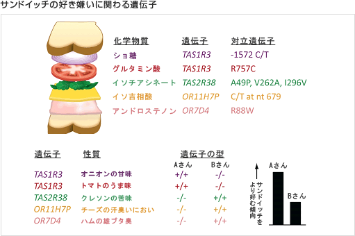 サンドイッチの好き嫌いに関わる遺伝子